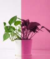 Film Teinté Rose pour Vitrages - Reflectiv 60366 | 152 cm de large – Rouleaux de 5 à 30 m – Image 5