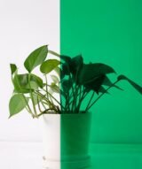 Film Teinté vert menthe pour Vitrages - Reflectiv 60894 | 152 cm de large – Rouleaux de 5 à 30 m – Image 3