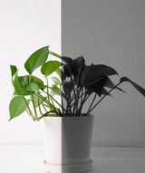 Film Teinté Noir pour Vitrages - Reflectiv 60210 | 152 cm de large – Rouleaux de 5 à 30 m – Image 6